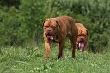 DOGUE DE BORDEAUX 306